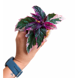 Gynura aurantiaca purple passion