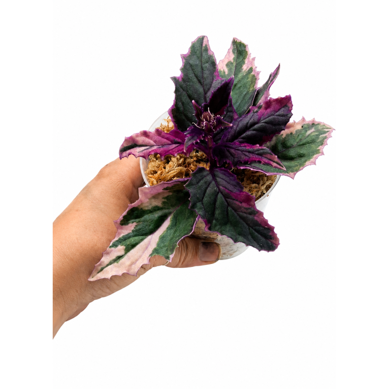 Gynura aurantiaca purple passion