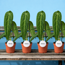 Anthurium Warocqueanum 12cm