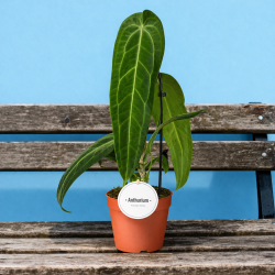 Anthurium Warocqueanum 12cm
