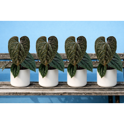 Anthurium Luxurians X radicans