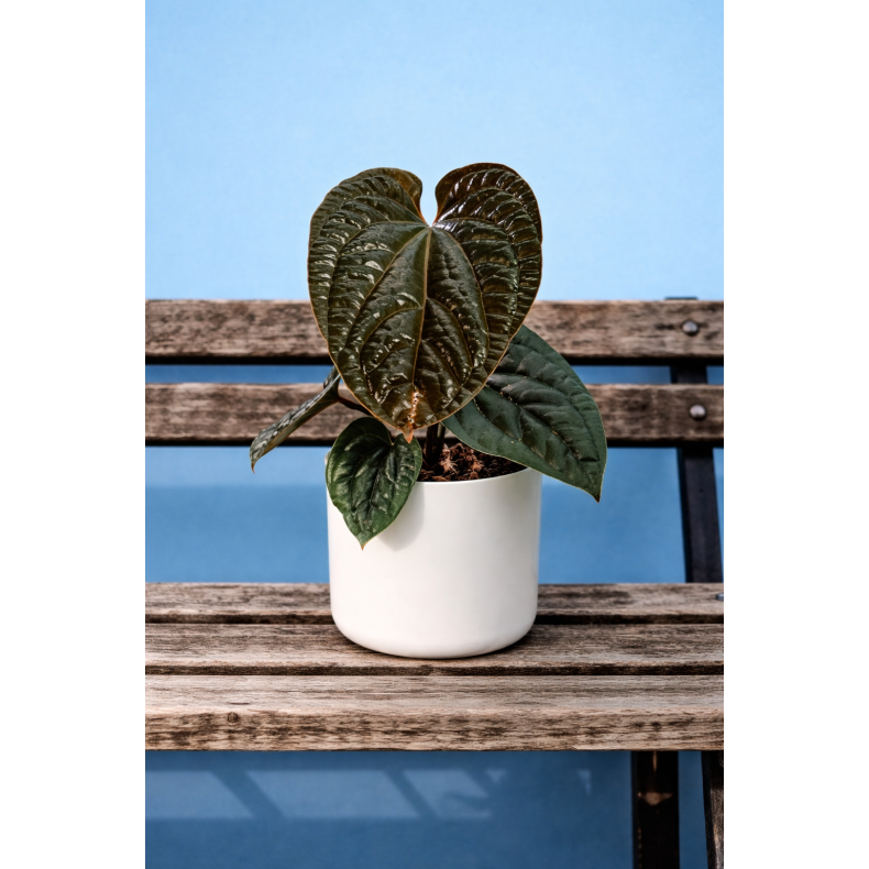 Anthurium Luxurians X radicans