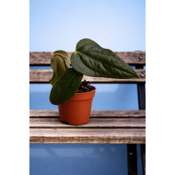 Anthurium Queen of Heart