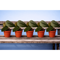 Anthurium Queen of Heart