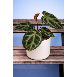 Anthurium silver blush