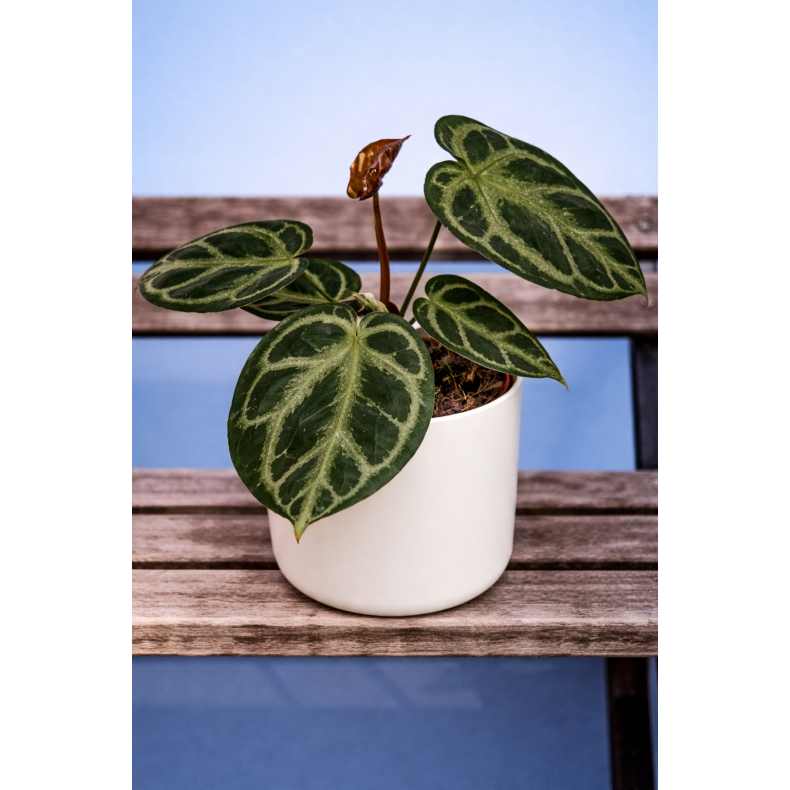 Anthurium silver blush