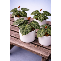 Anthurium silver blush