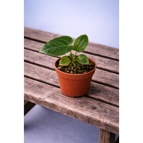 Anthurium veitchii 6cm