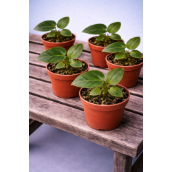 Anthurium veitchii 6cm