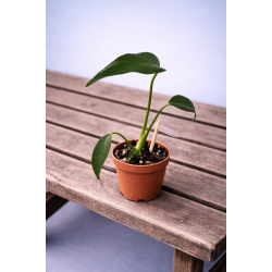 Monstera Burtle marx flame 6cm