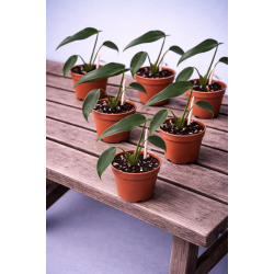 Monstera Burtle marx flame 6cm