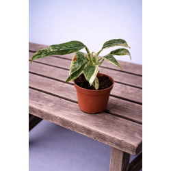 Raphidophora puberula variegated 6cm