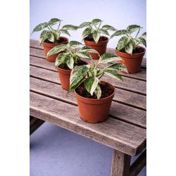 Raphidophora puberula variegated 6cm