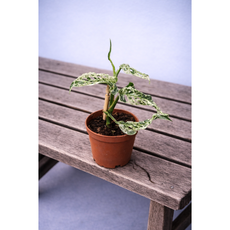 Monstera Frozen Freckless