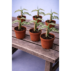 Monstera Frozen Freckless