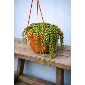 String of pearls ampel