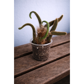 Monkey tale cactus