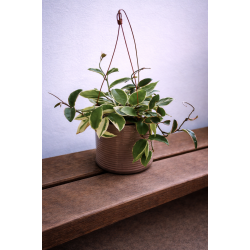 Hoya carnosa outher variegated