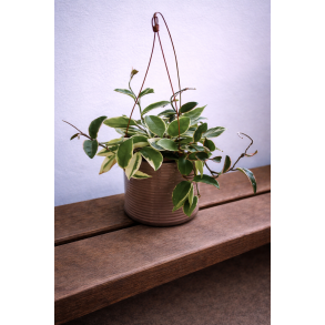 Hoya carnosa outher variegated