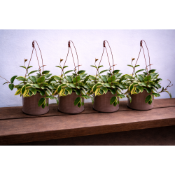Hoya carnosa outher variegated