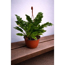 Asplenium nindus �Campio� Ampel