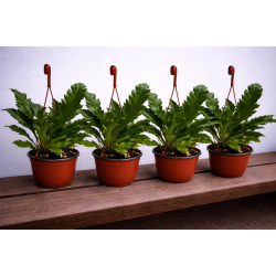 Asplenium nindus �Campio� Ampel