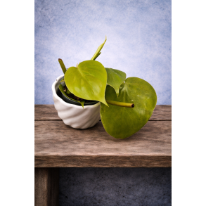 Philodendron lemon lime