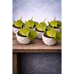 Philodendron lemon lime