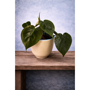 Philodendron scandens