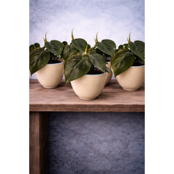 Philodendron scandens