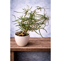 Euphorbia hedyotoides