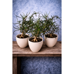 Euphorbia hedyotoides