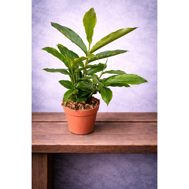 Elettaria cardamomum