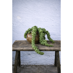 Dischidia nummularia i sneglehus