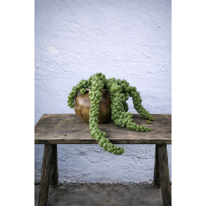 Dischidia nummularia i sneglehus