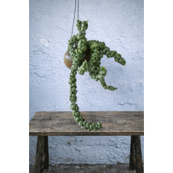 Dischidia nummularia i sneglehus