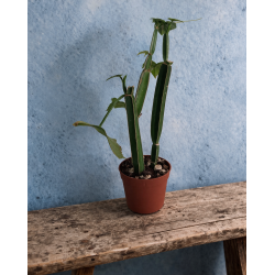 Cissus quadrangularis