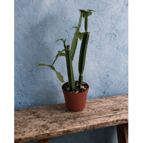 Cissus quadrangularis