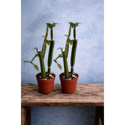 Cissus quadrangularis