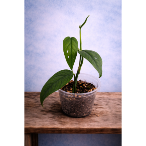 Philodendron cebu blue