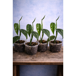 Philodendron cebu blue