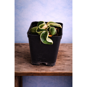 Hoya Compacta Variegated