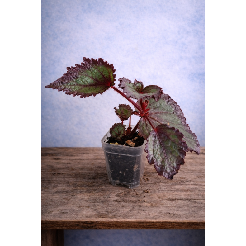 Begonia DS Glamourous