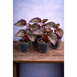 Begonia DS Glamourous