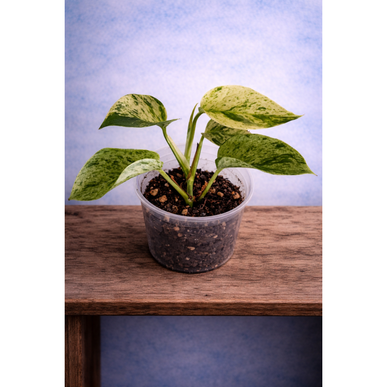 Epipremnum Marble queen 