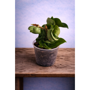 Hoya Compacta