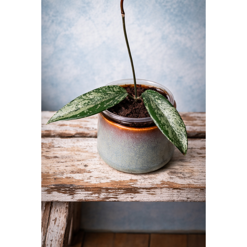 Hoya pubicalyx pink splash