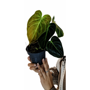 Philodendron melanochysum 12cm