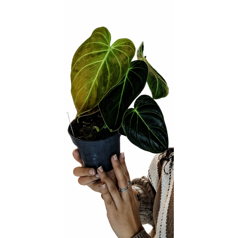 Philodendron melanochysum 12cm