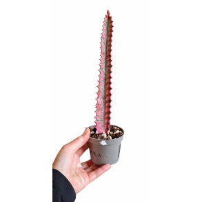 Euphorbia Trigona pink variegated
